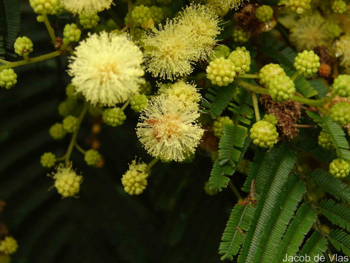 Acacia mearnsii De Wild.